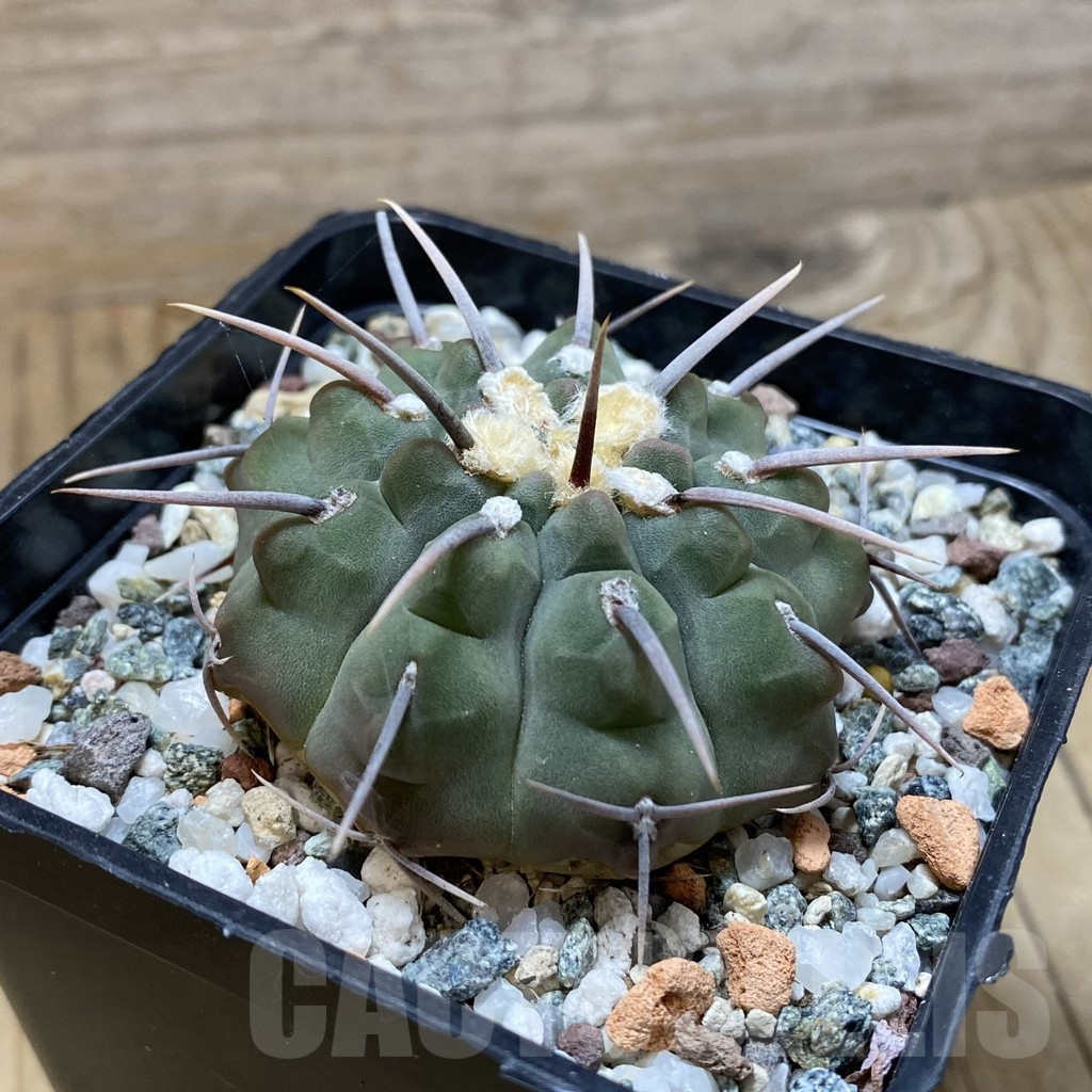 SH17419 Gymnocalycium vatteri, selection , old 6 years - Image 2
