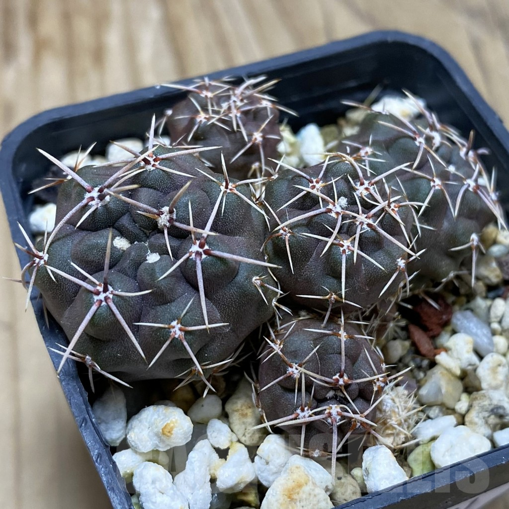 SH17421 Gymnocalycium gibbosum ssp. ferox WP 54-67