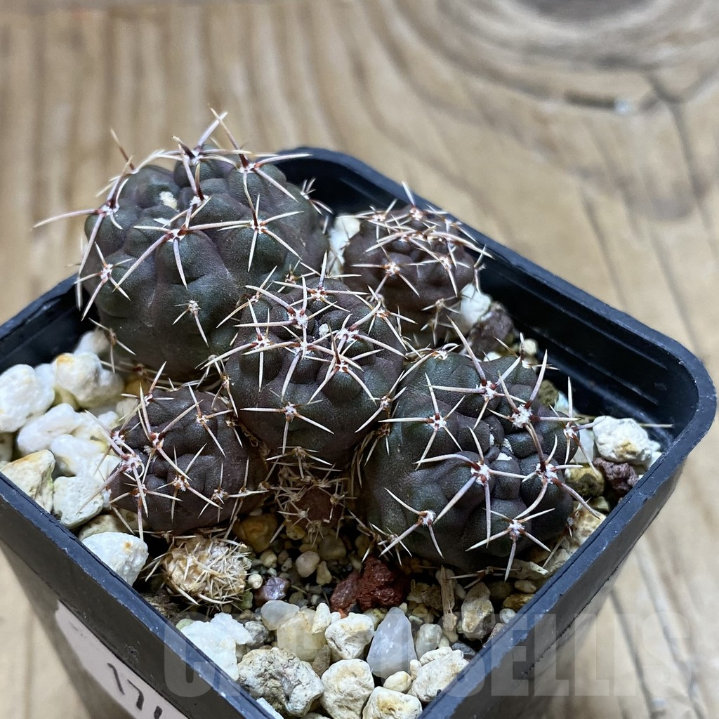 SH17421 Gymnocalycium gibbosum ssp. ferox WP 54-67 - Image 2