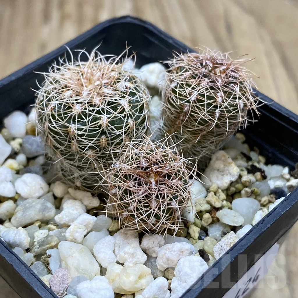 SH17424 Gymnocalycium bruchii ssp. melojeri VG 272, 3 plants - Image 2