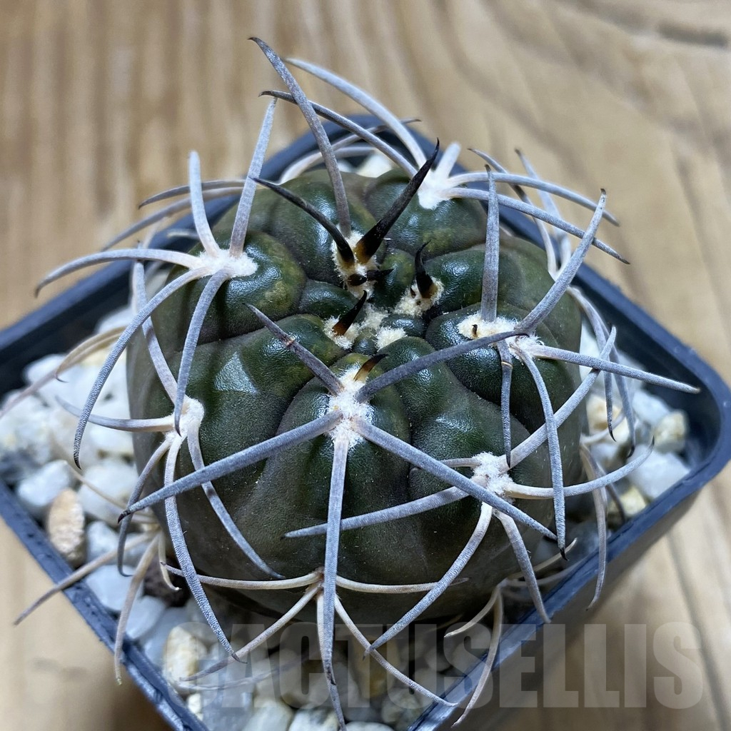 SH17603 Gymnocalycium schmidianum asperum, hard spines