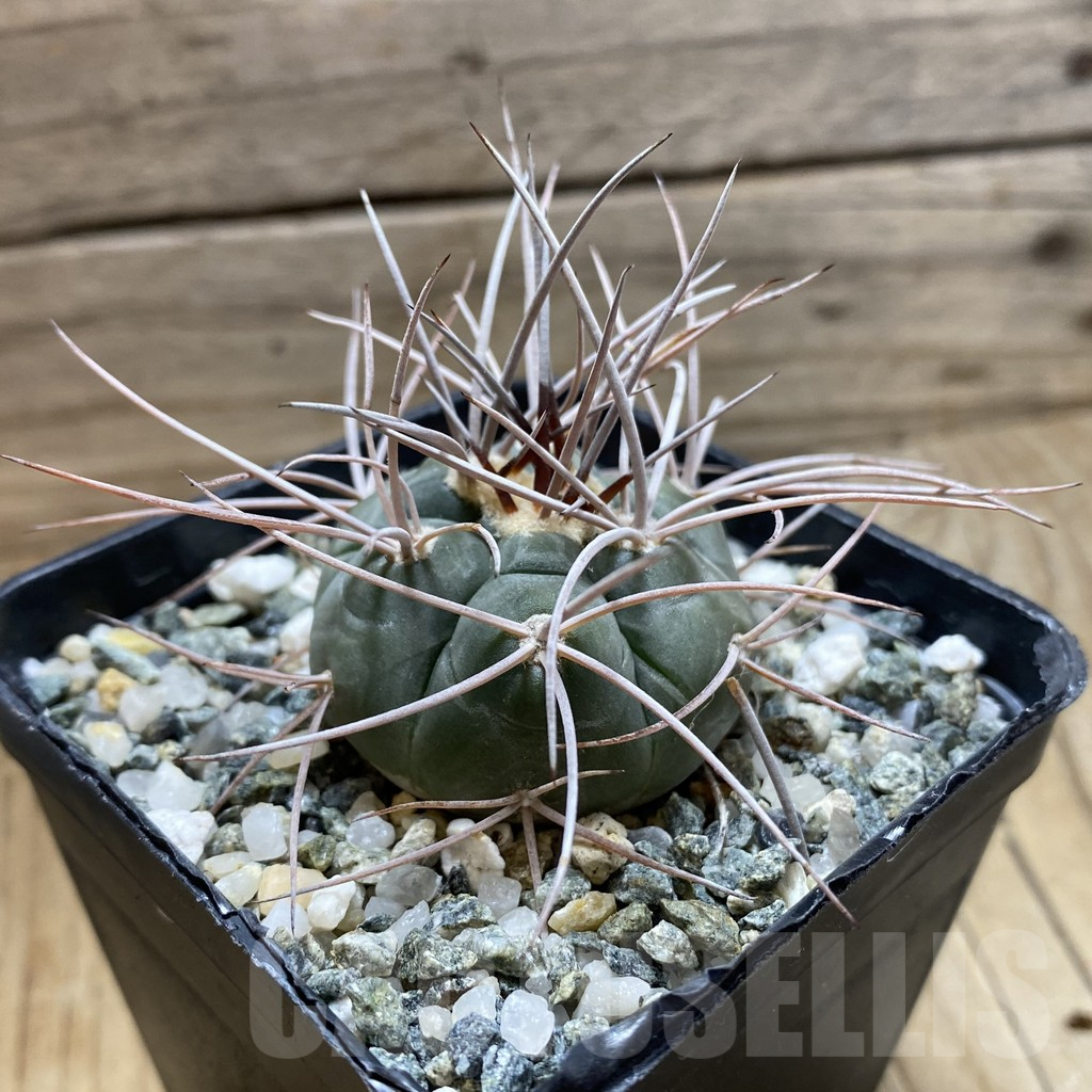 SH17635 Gymnocalycium castellanosii v. armillatum - Image 2