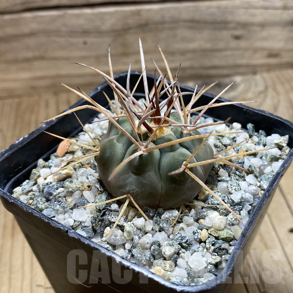 SH17636 Gymnocalycium castellanosii v. armillatum - Image 2