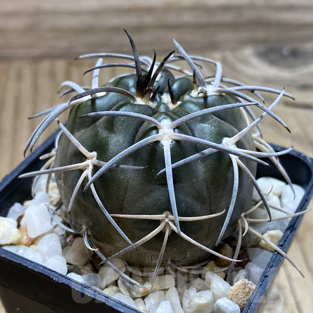 SH17603 Gymnocalycium schmidianum asperum, hard spines - Image 2