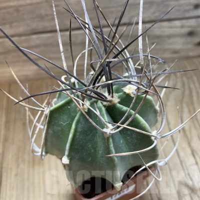SH17642 Astrophytum niveum v. crassispinum, old 8 years