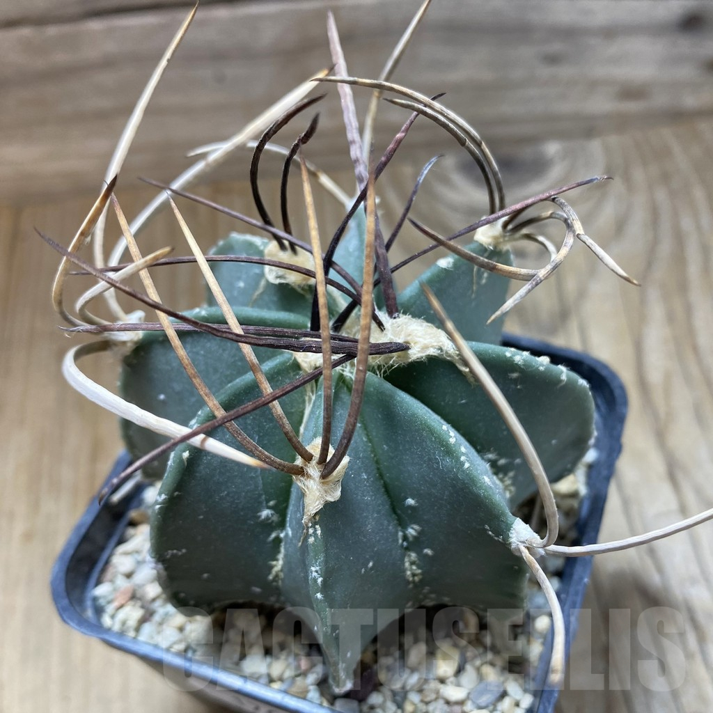 SH17643 Astrophytum niveum v. nudum, old 8 years