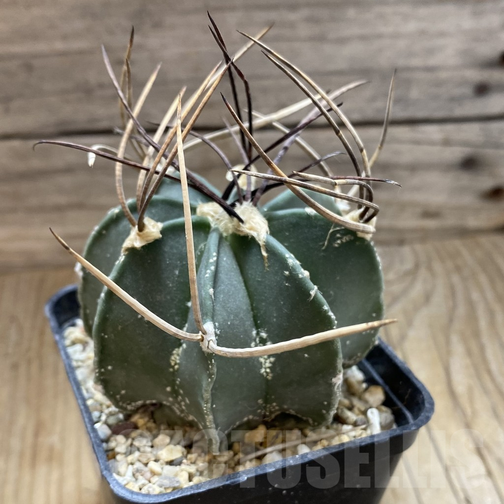 SH17643 Astrophytum niveum v. nudum, old 8 years - Image 2