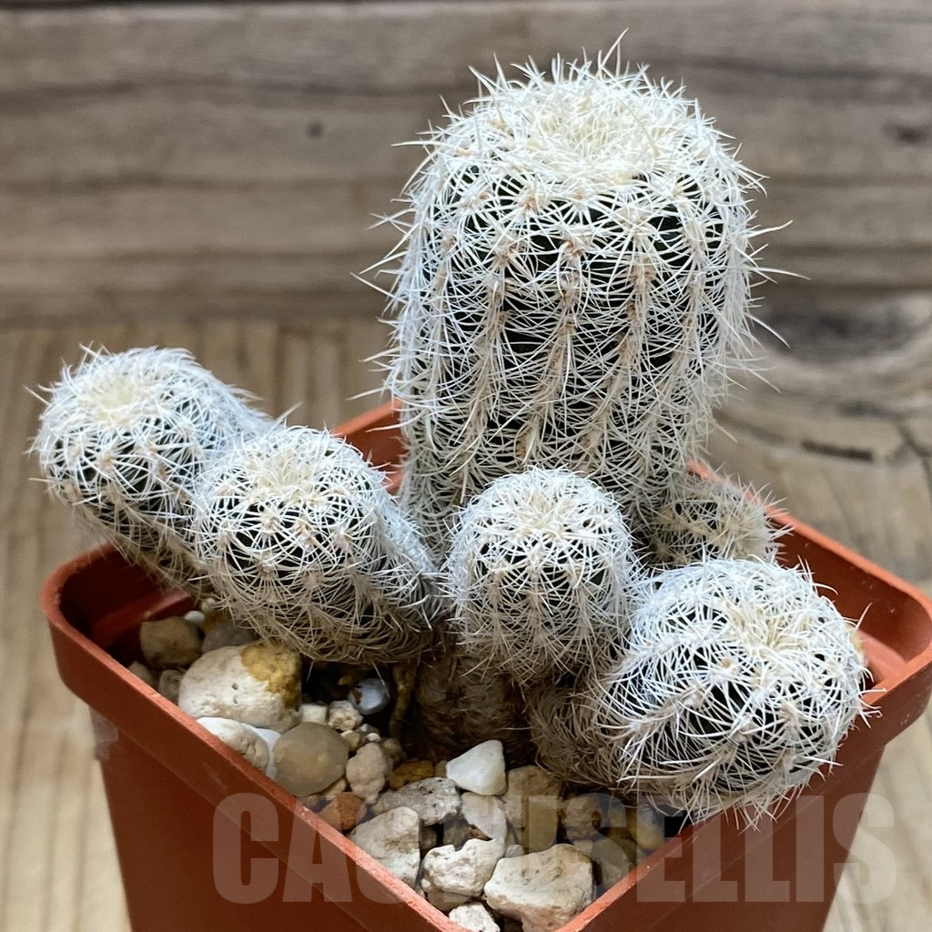 SH17655 Gymnocalycium bruchii v. niveum, old 6 years - Image 2