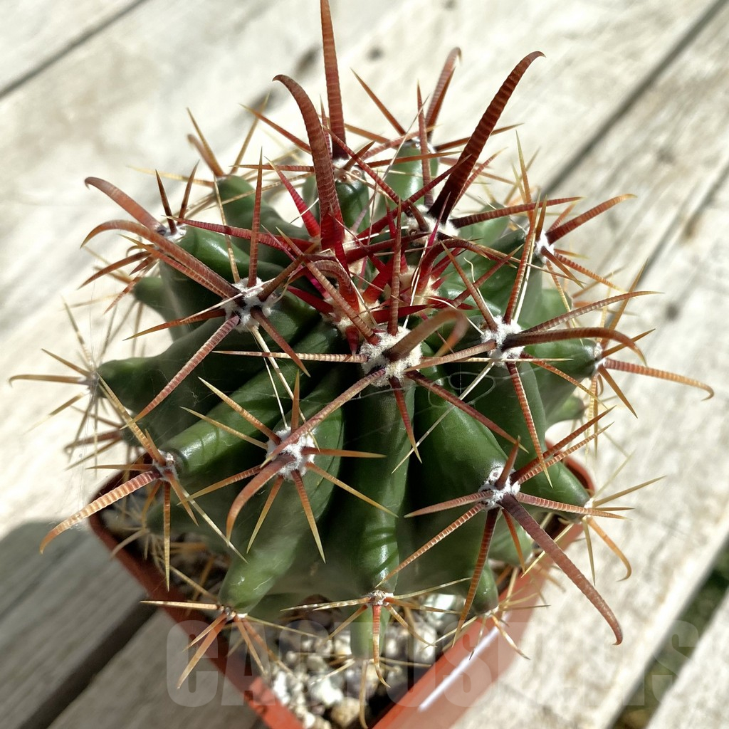 SH17658 Ferocactus pottsii v. alamosanus, old 8 years