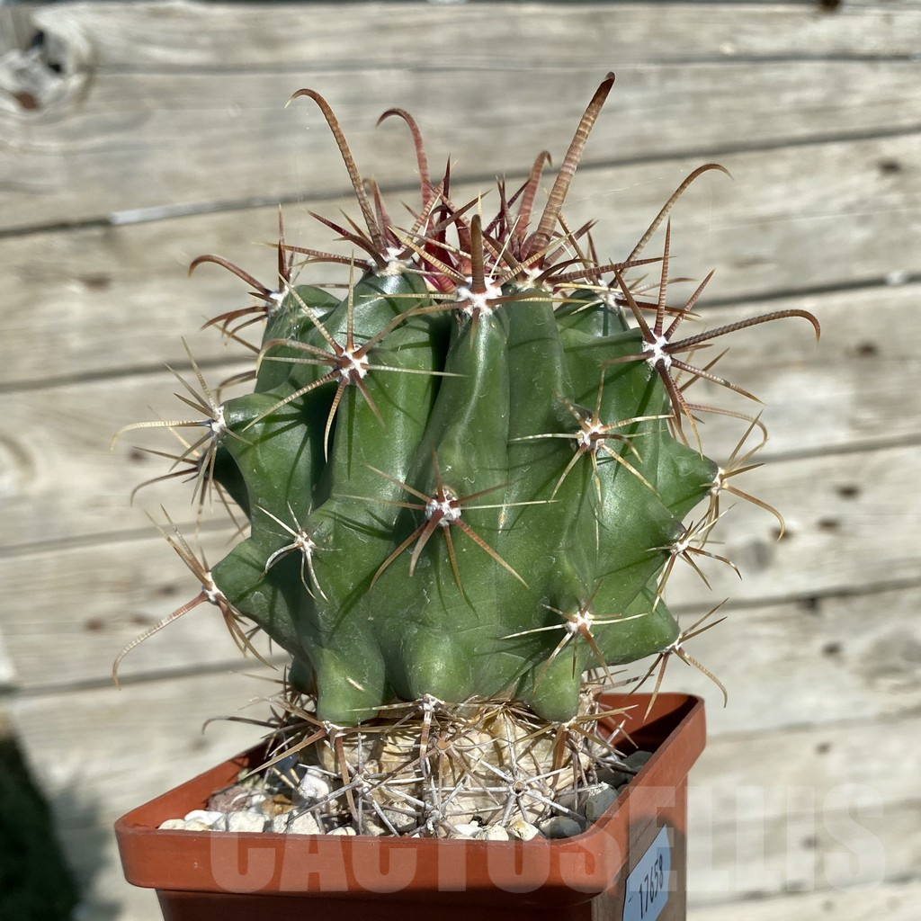 SH17658 Ferocactus pottsii v. alamosanus, old 8 years - Image 2