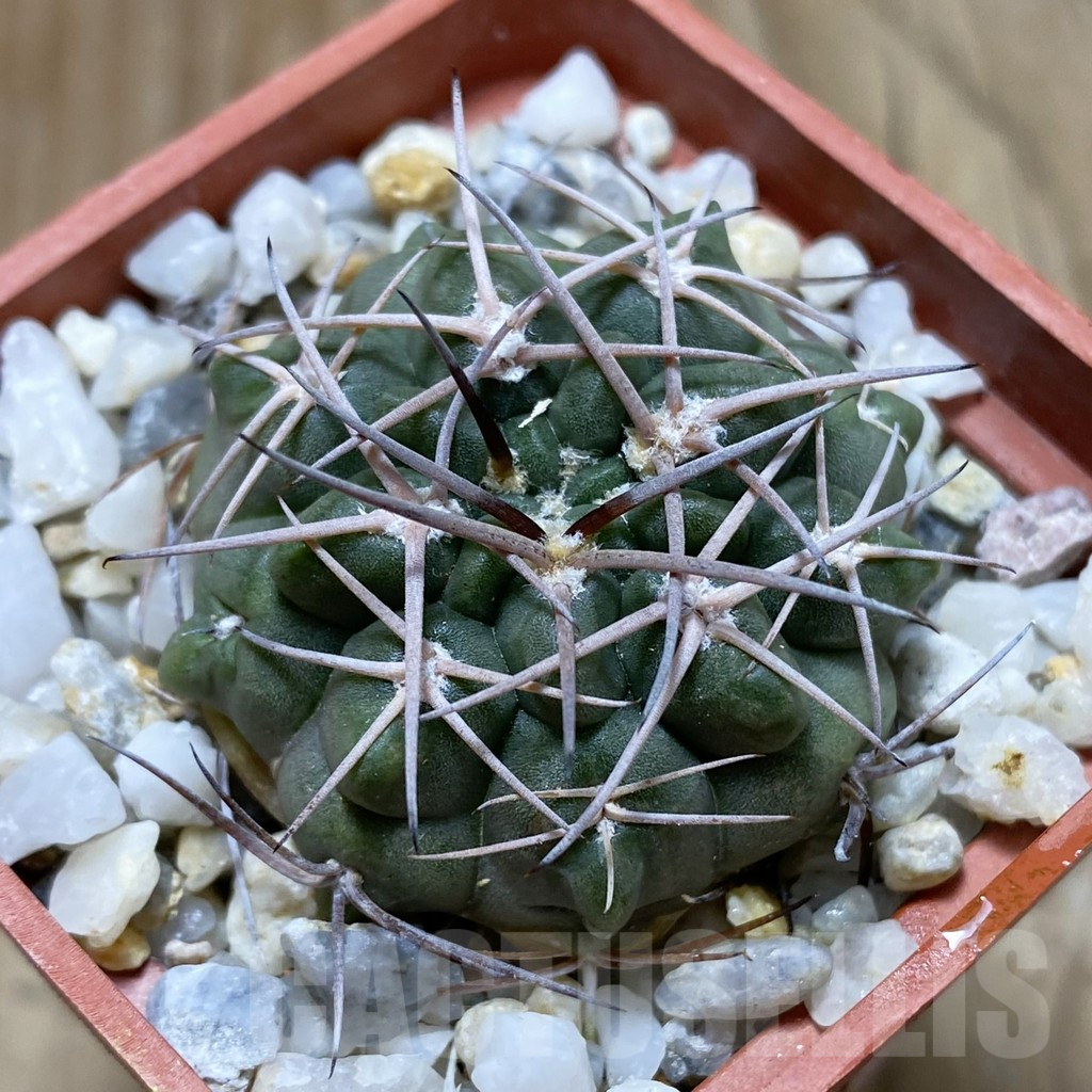 SH17600 Gymnocalycium rhodantherum TOM 12-665A