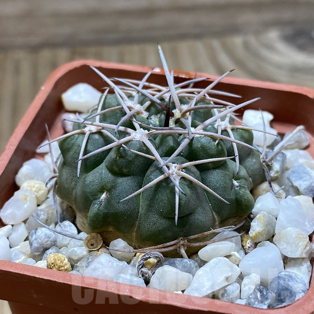 SH17600 Gymnocalycium rhodantherum TOM 12-665A - Image 2