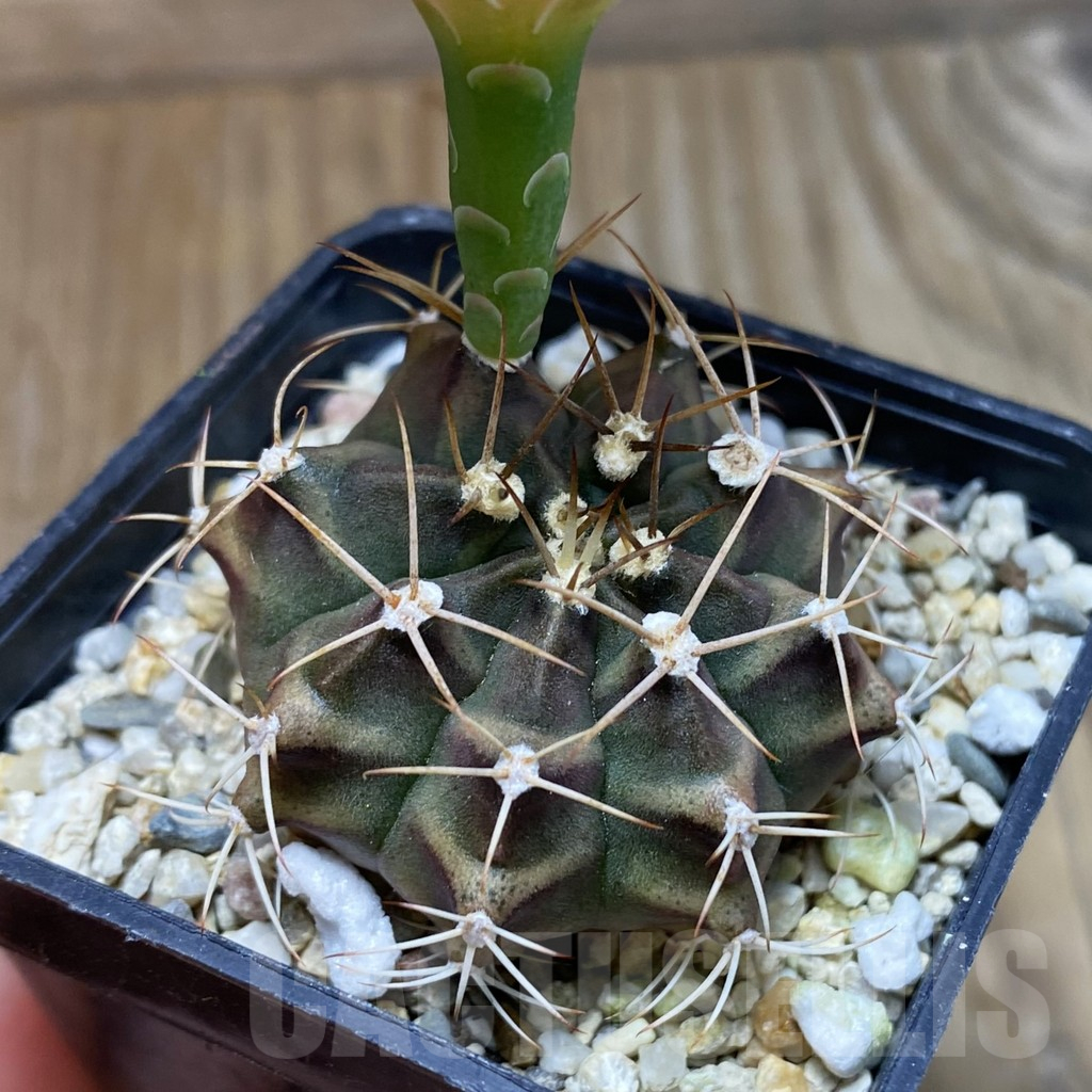 SH17612 Gymnocalycium mihanovichii