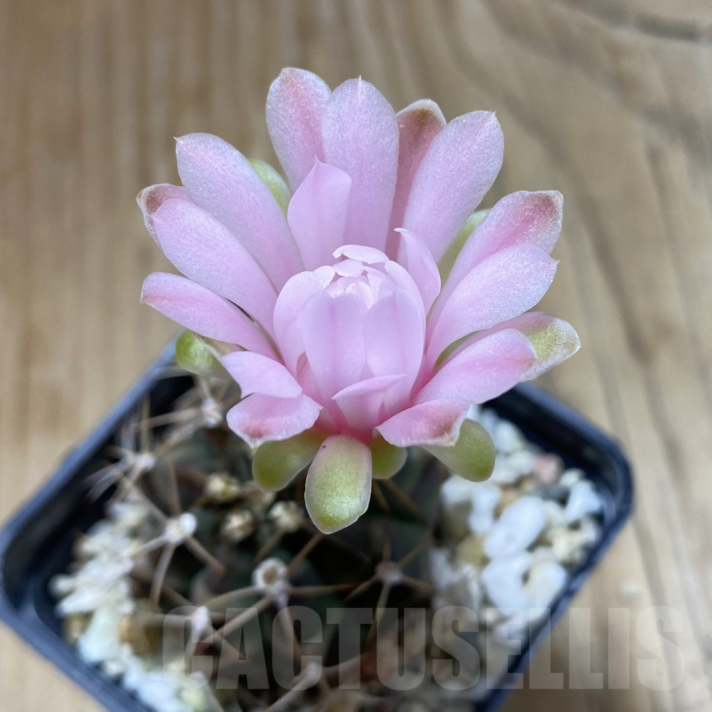 SH17612 Gymnocalycium mihanovichii - Image 2