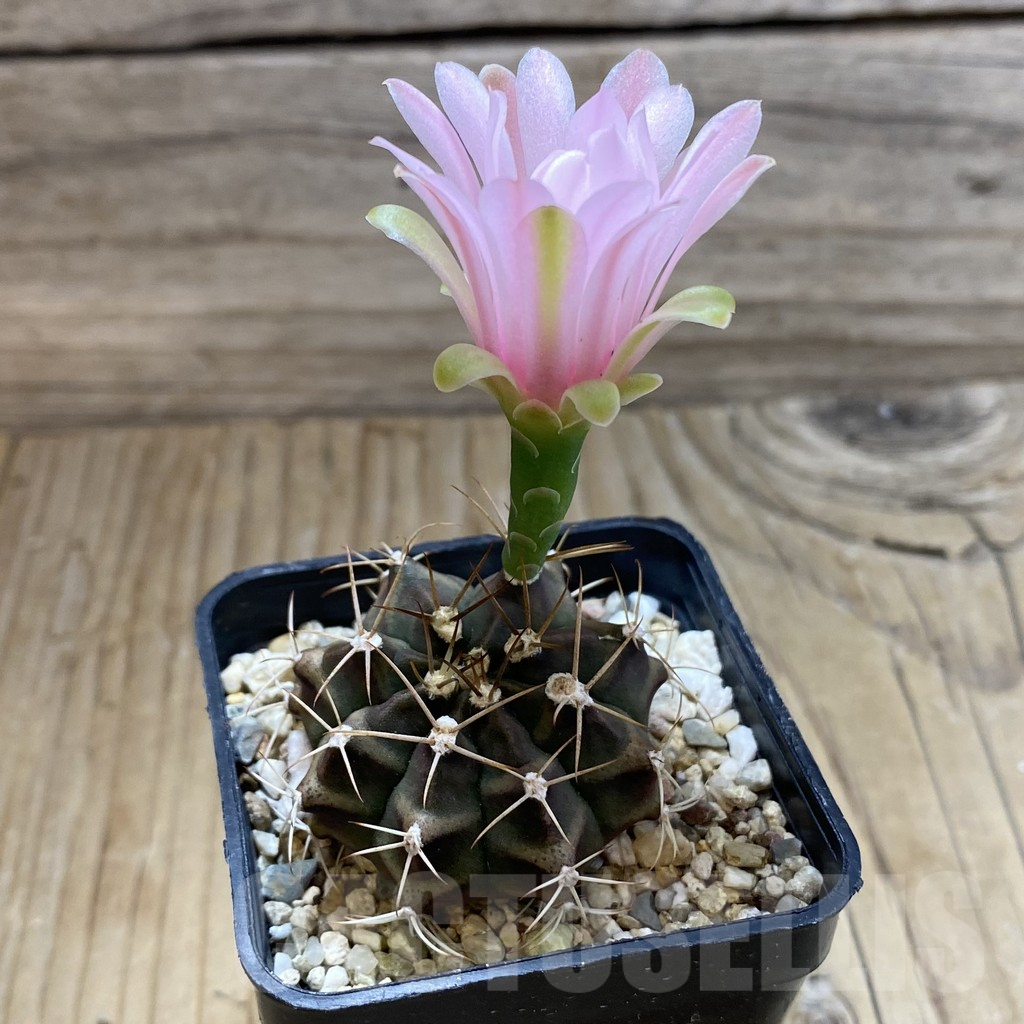 SH17612 Gymnocalycium mihanovichii - Image 3