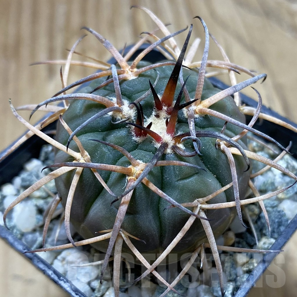 SH17617 Gymnocalycium spegazzinii