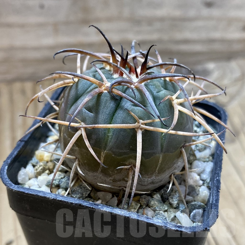 SH17617 Gymnocalycium spegazzinii - Image 2