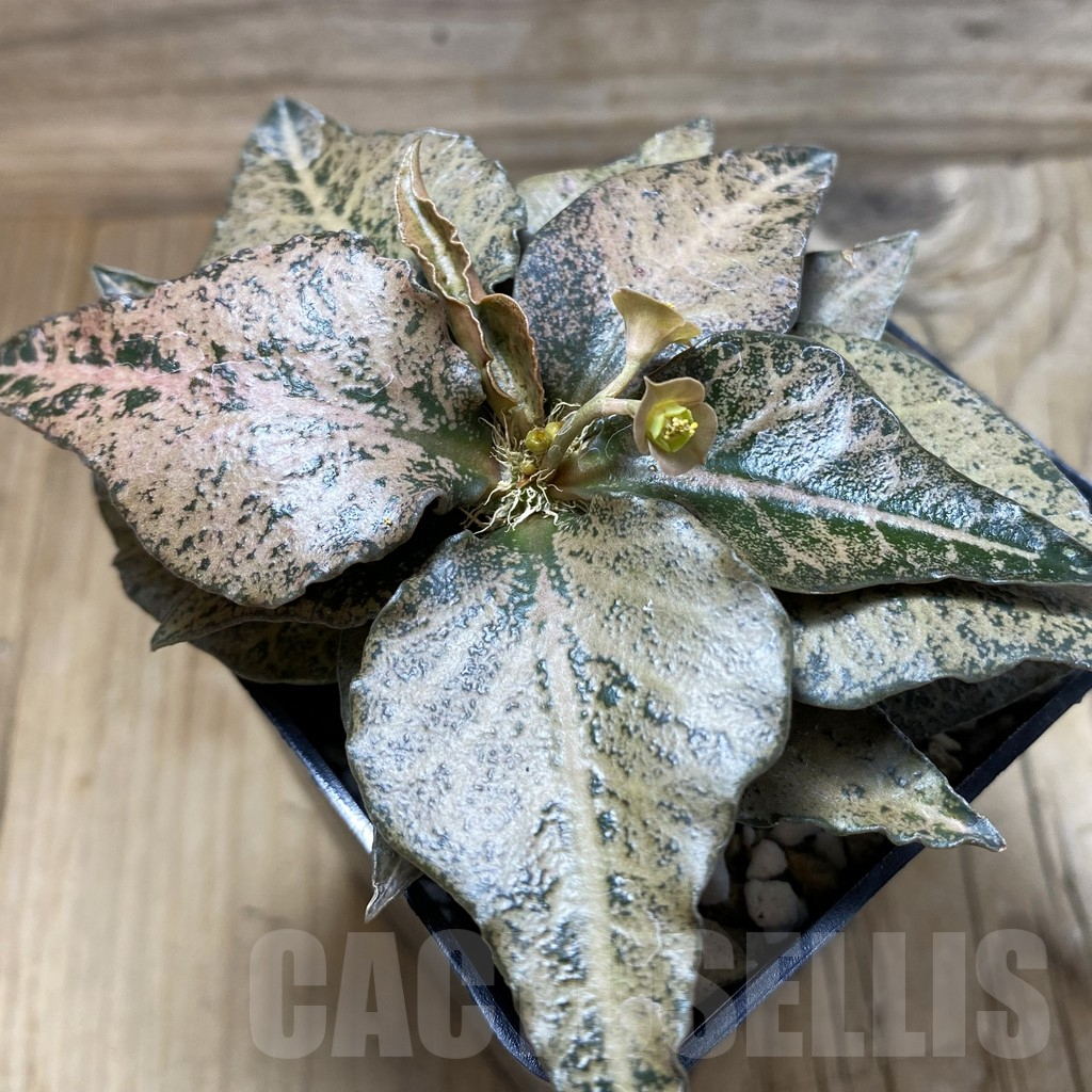 SH17768 Euphorbia francoisii hybrid