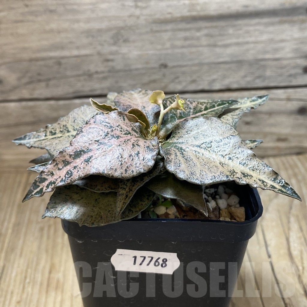 SH17768 Euphorbia francoisii hybrid - Image 2