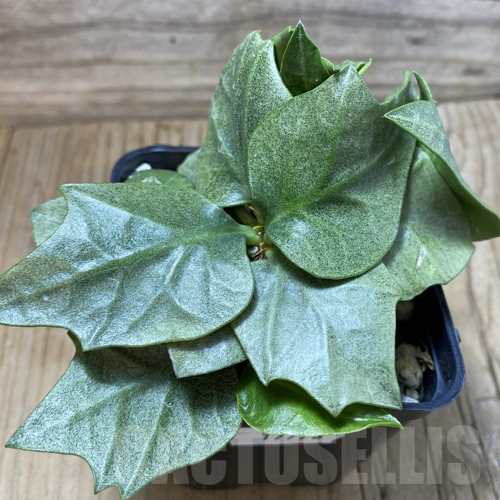 SH17770 Euphorbia francoisii hybrid