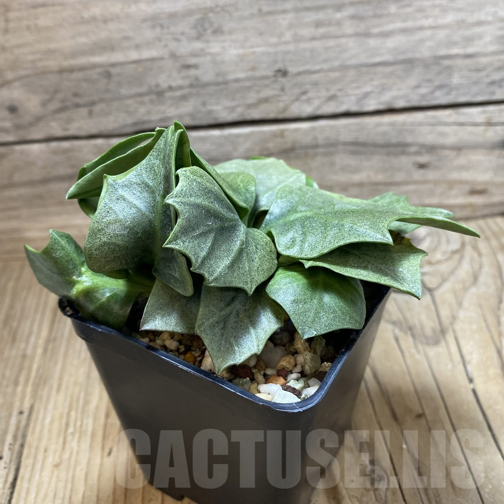 SH17770 Euphorbia francoisii hybrid - Image 2