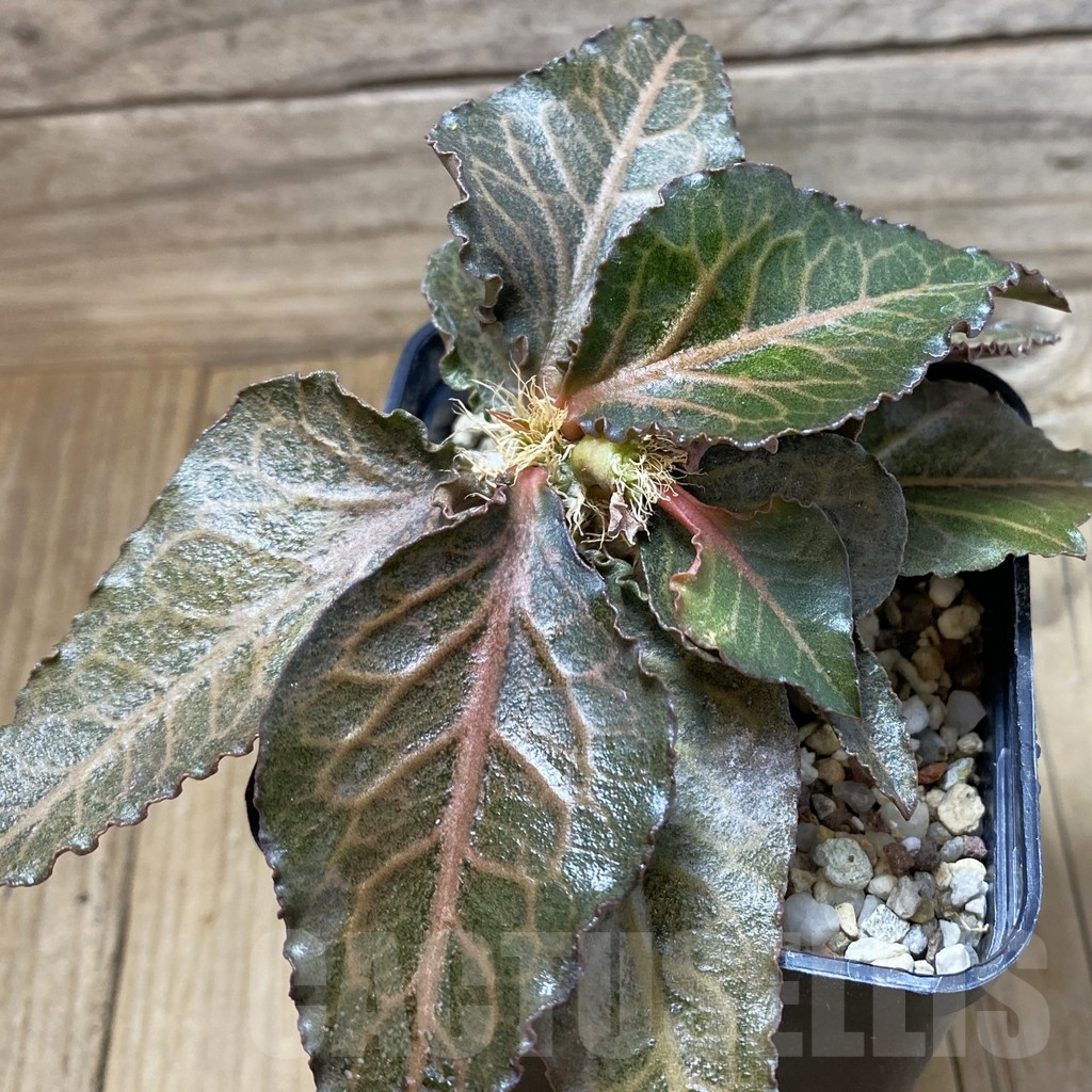 SH17772 Euphorbia francoisii hybrid