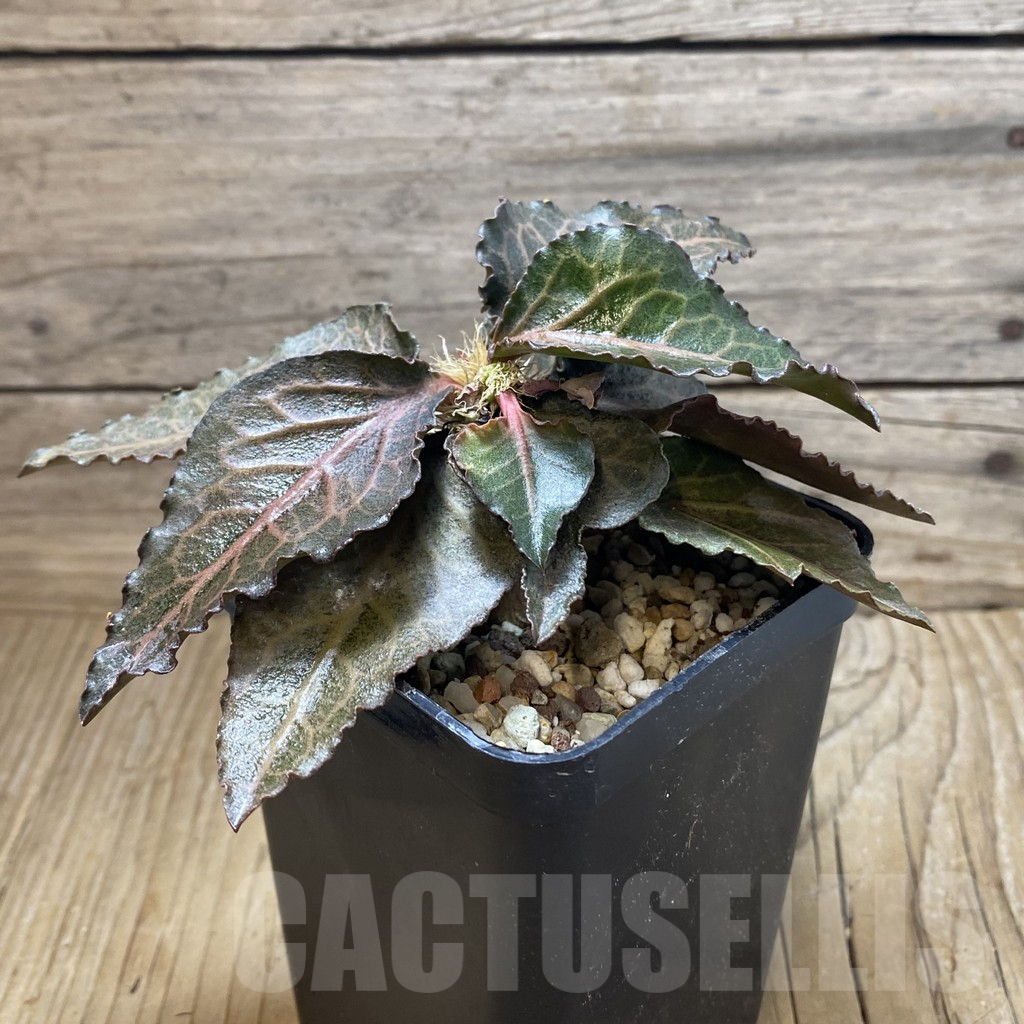 SH17772 Euphorbia francoisii hybrid - Image 2