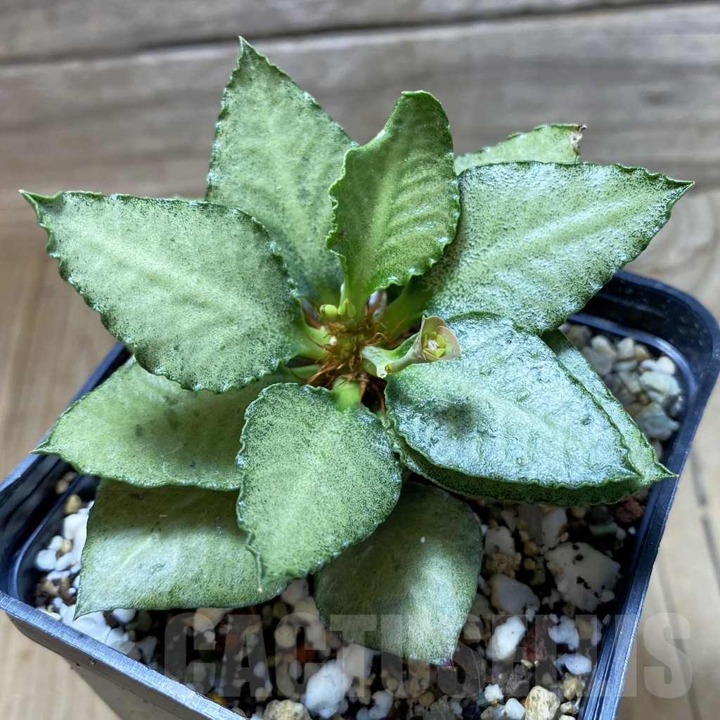 SH17775 Euphorbia francoisii hybrid