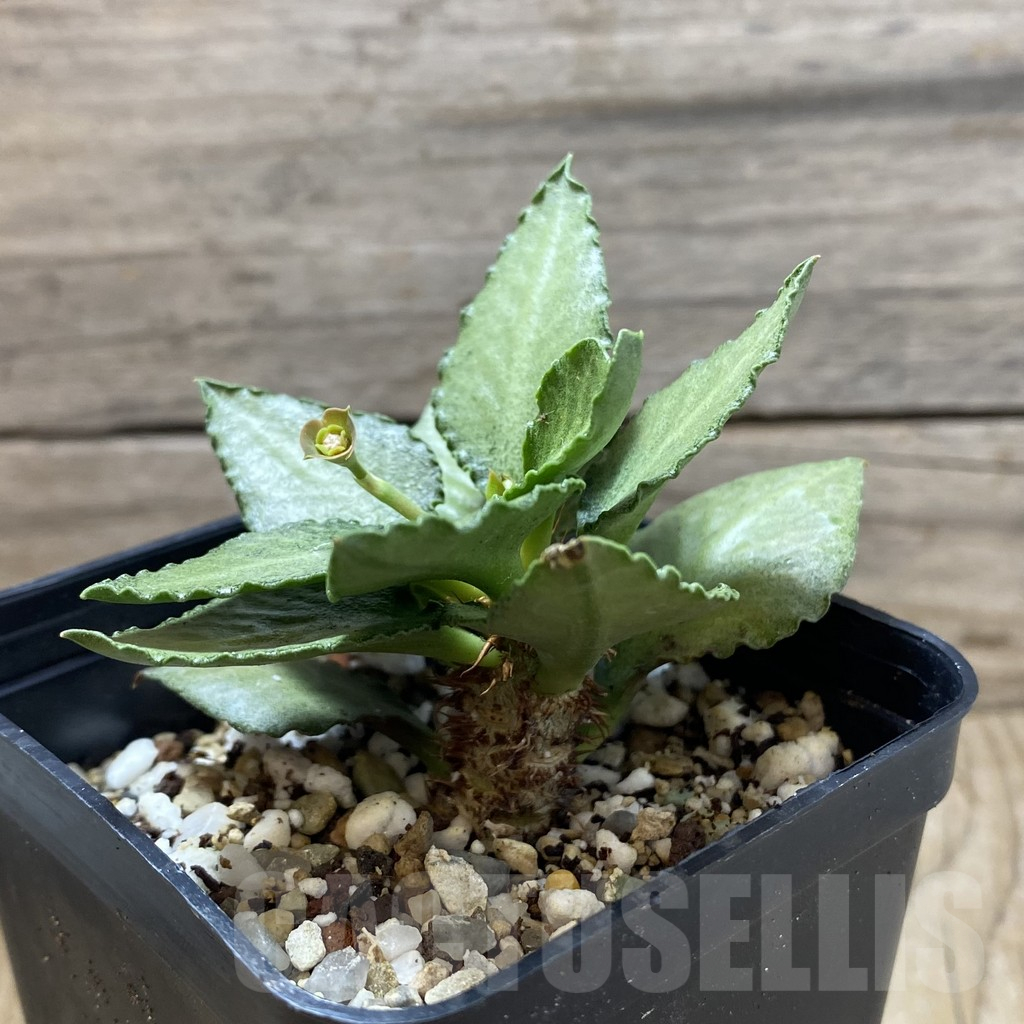 SH17775 Euphorbia francoisii hybrid - Image 2