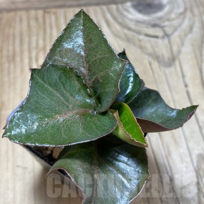 SH17778 Euphorbia francoisii hybrid