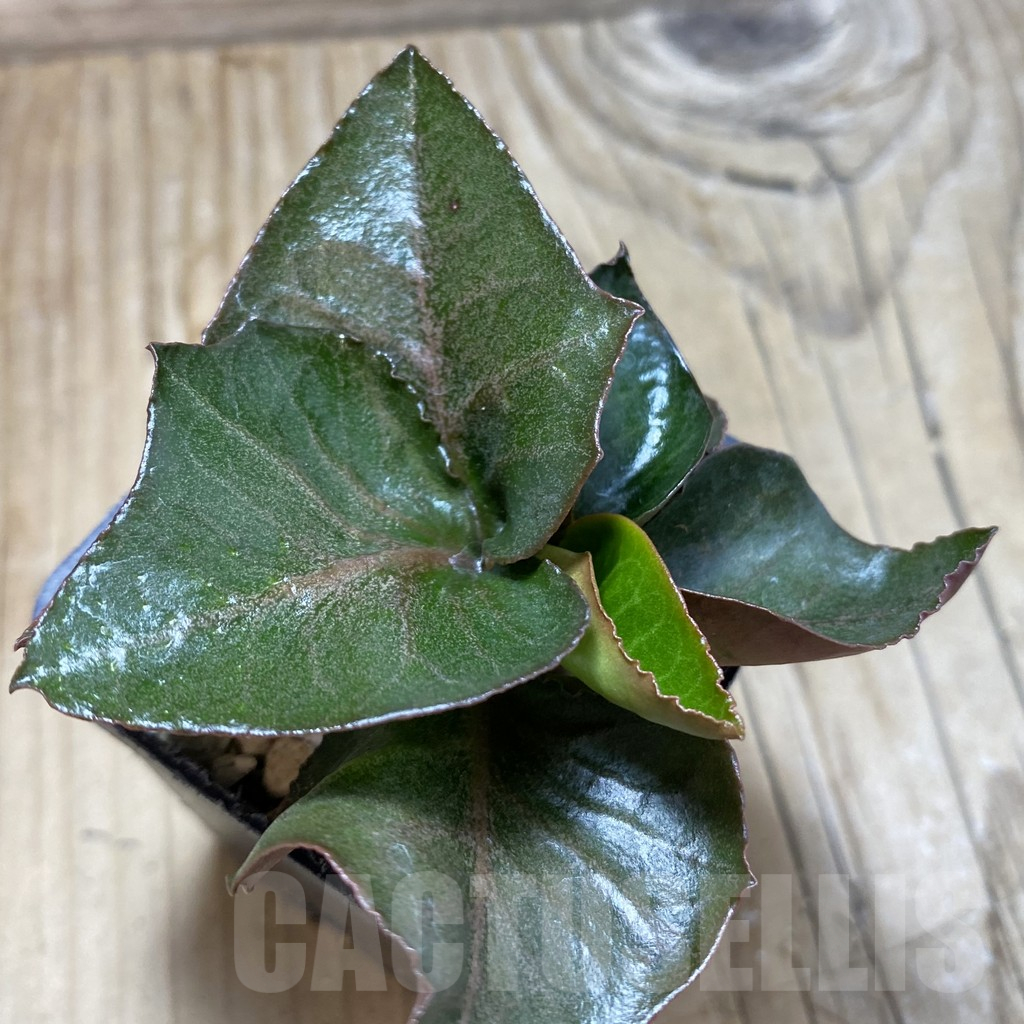 SH17778 Euphorbia francoisii hybrid