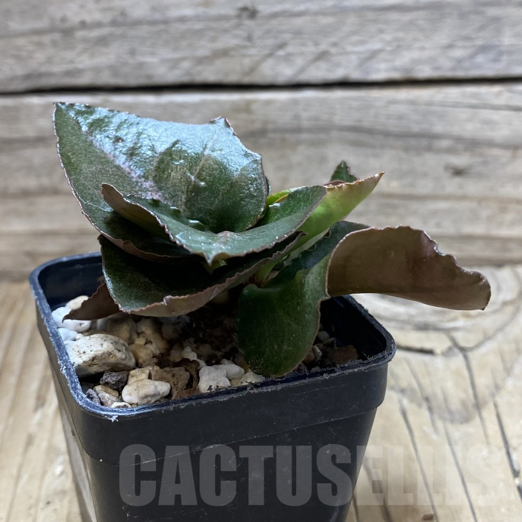 SH17778 Euphorbia francoisii hybrid - Image 2