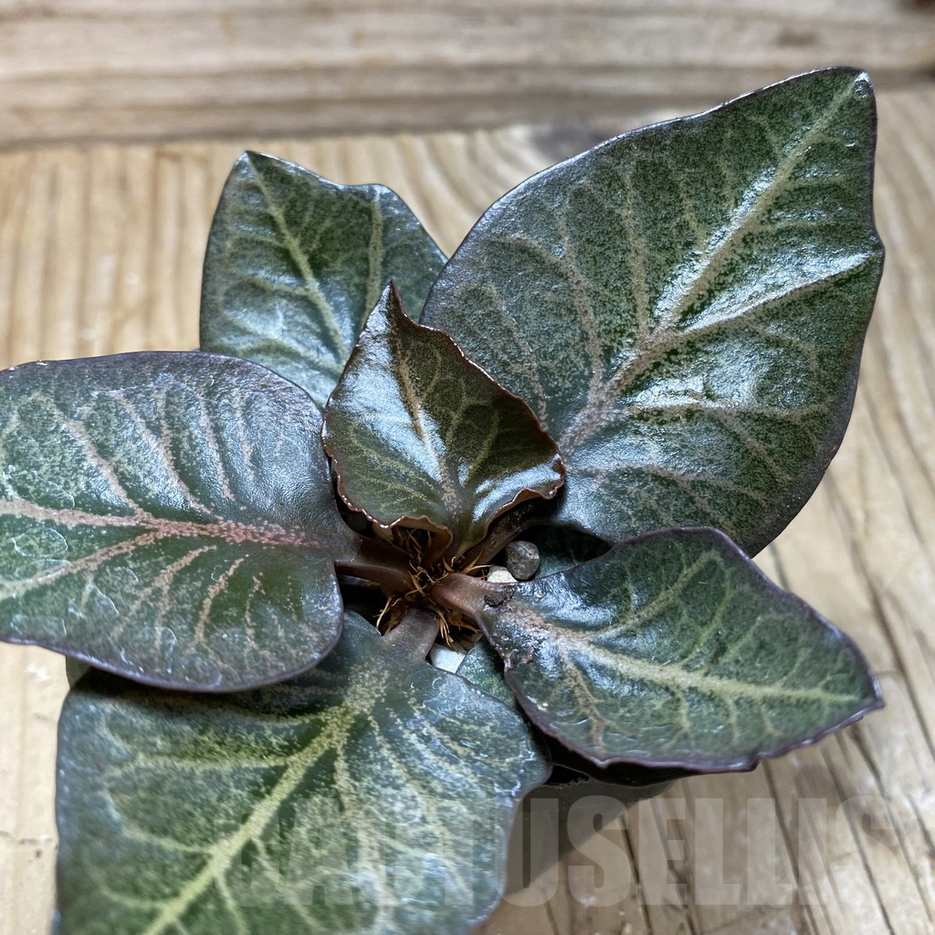 SH17785 Euphorbia francoisii hybrid