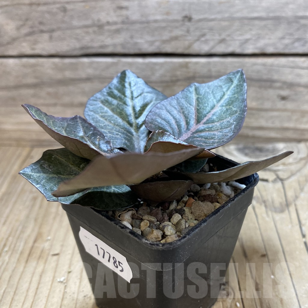 SH17785 Euphorbia francoisii hybrid - Image 2