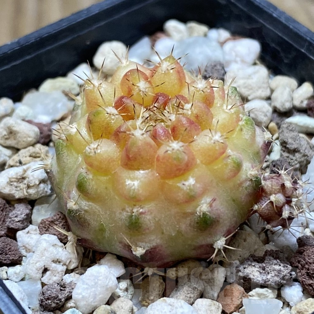 SH17739 Gymnocalycium mihanovichii 'Neon' - Image 2
