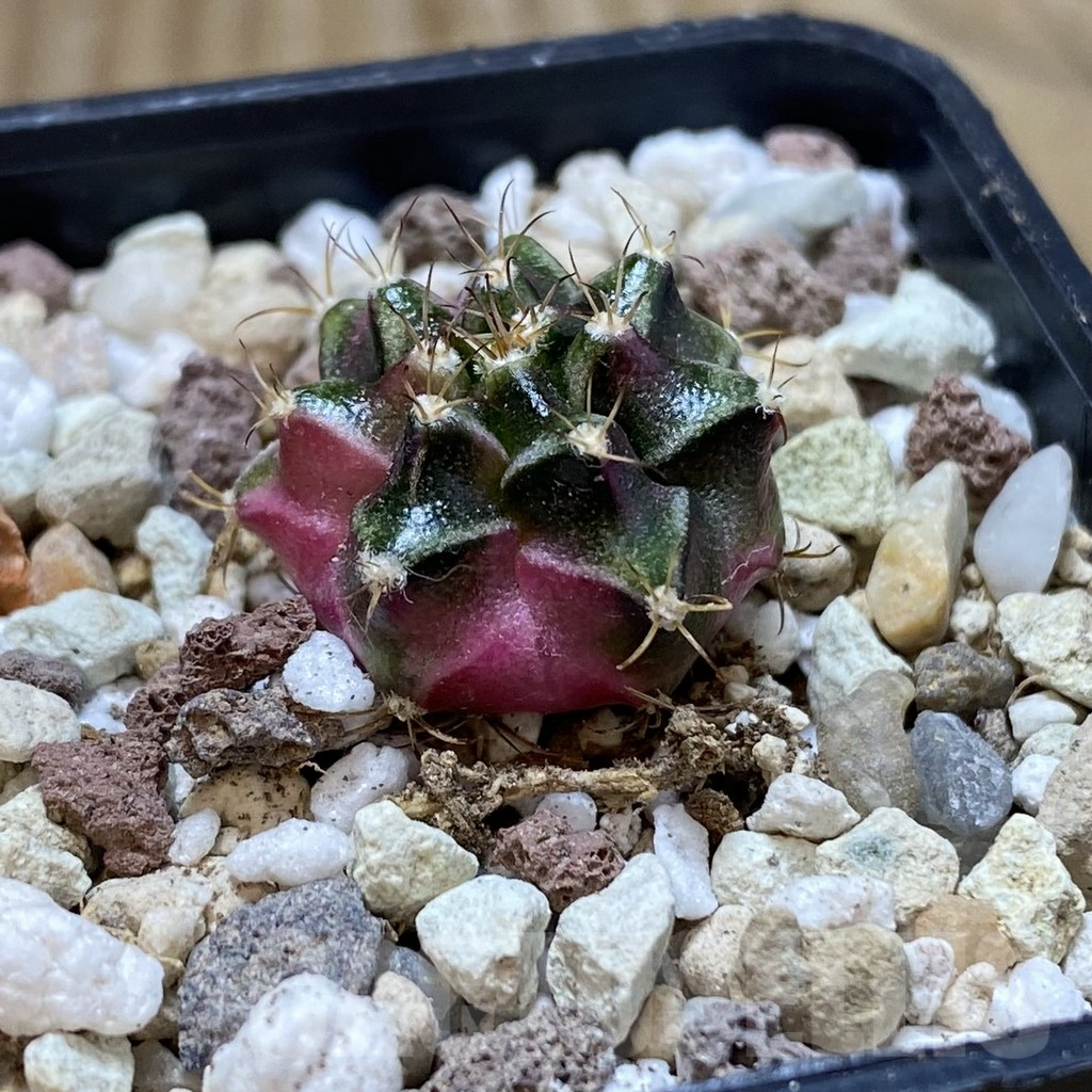 SH17733 Gymnocalycium mihanovichii ‘Bubble Gum’ - Image 2