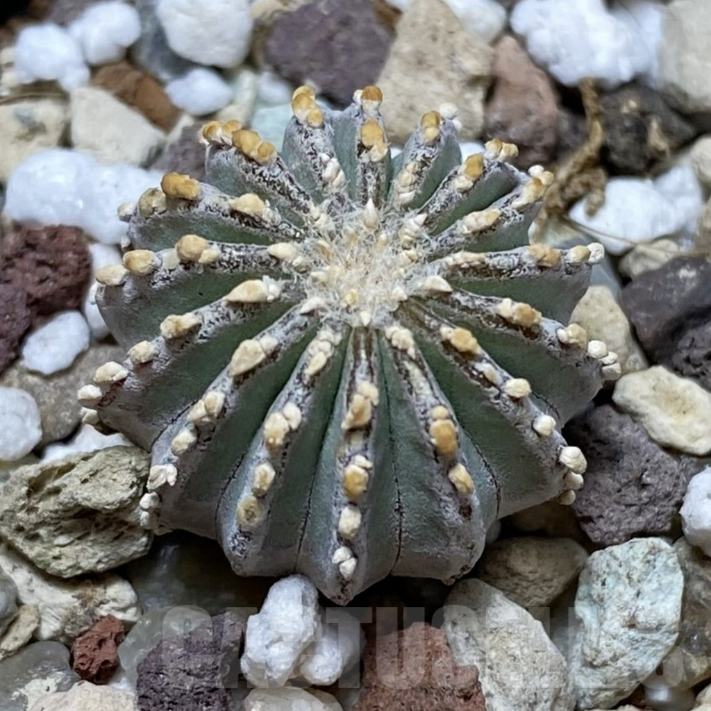 SH17750 Geohintonia neomexicana, seedling
