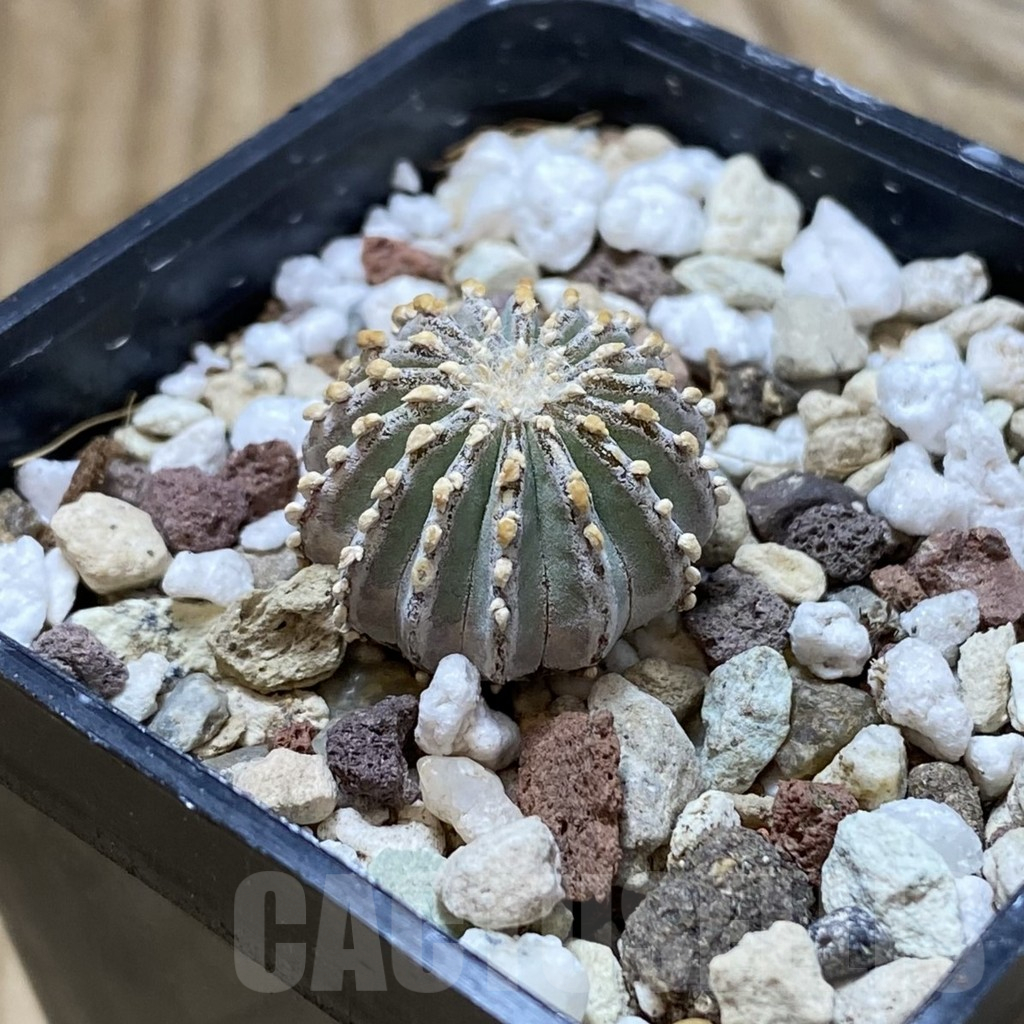 SH17750 Geohintonia neomexicana, seedling - Image 2