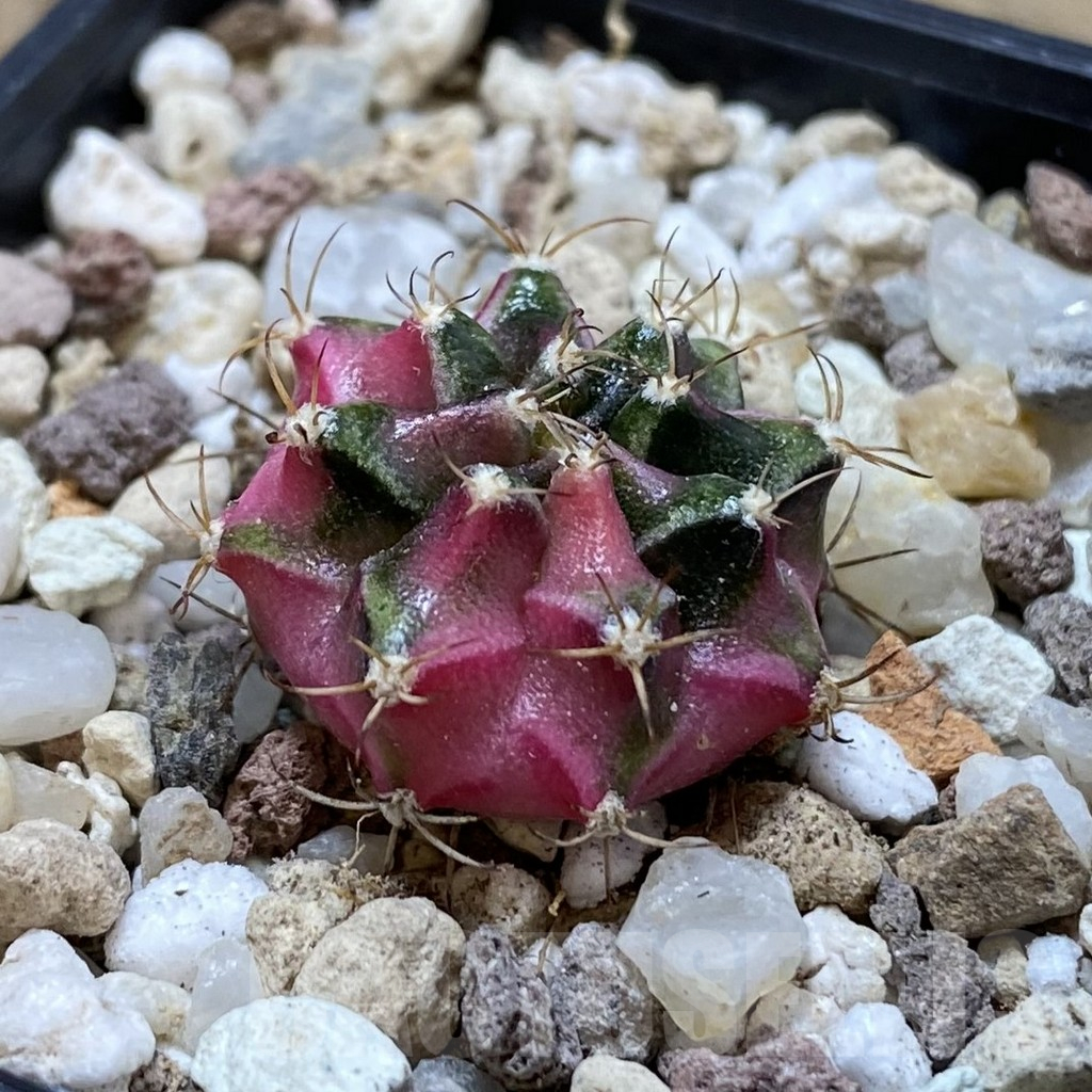 SH17734 Gymnocalycium mihanovichii ‘Bubble Gum’ - Image 2