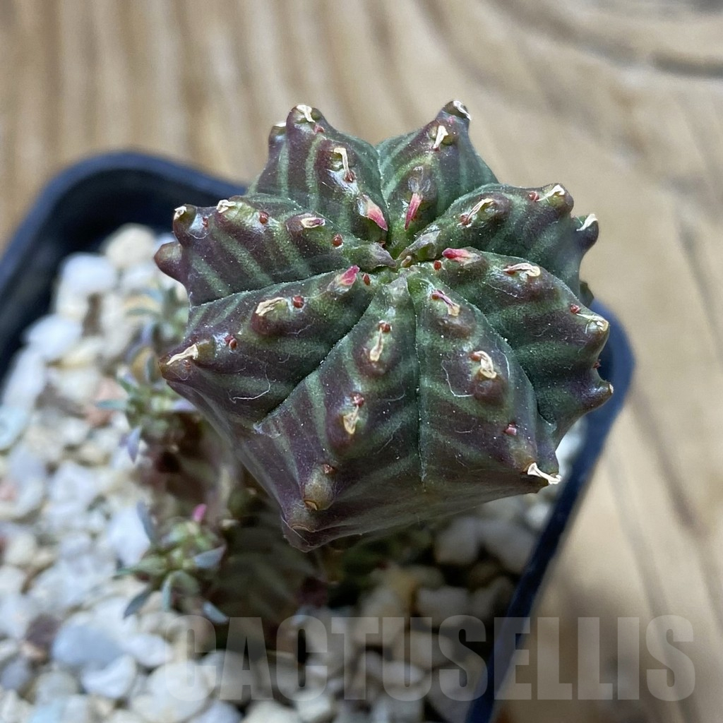 SH17762 Euphorbia meloformis hybrid