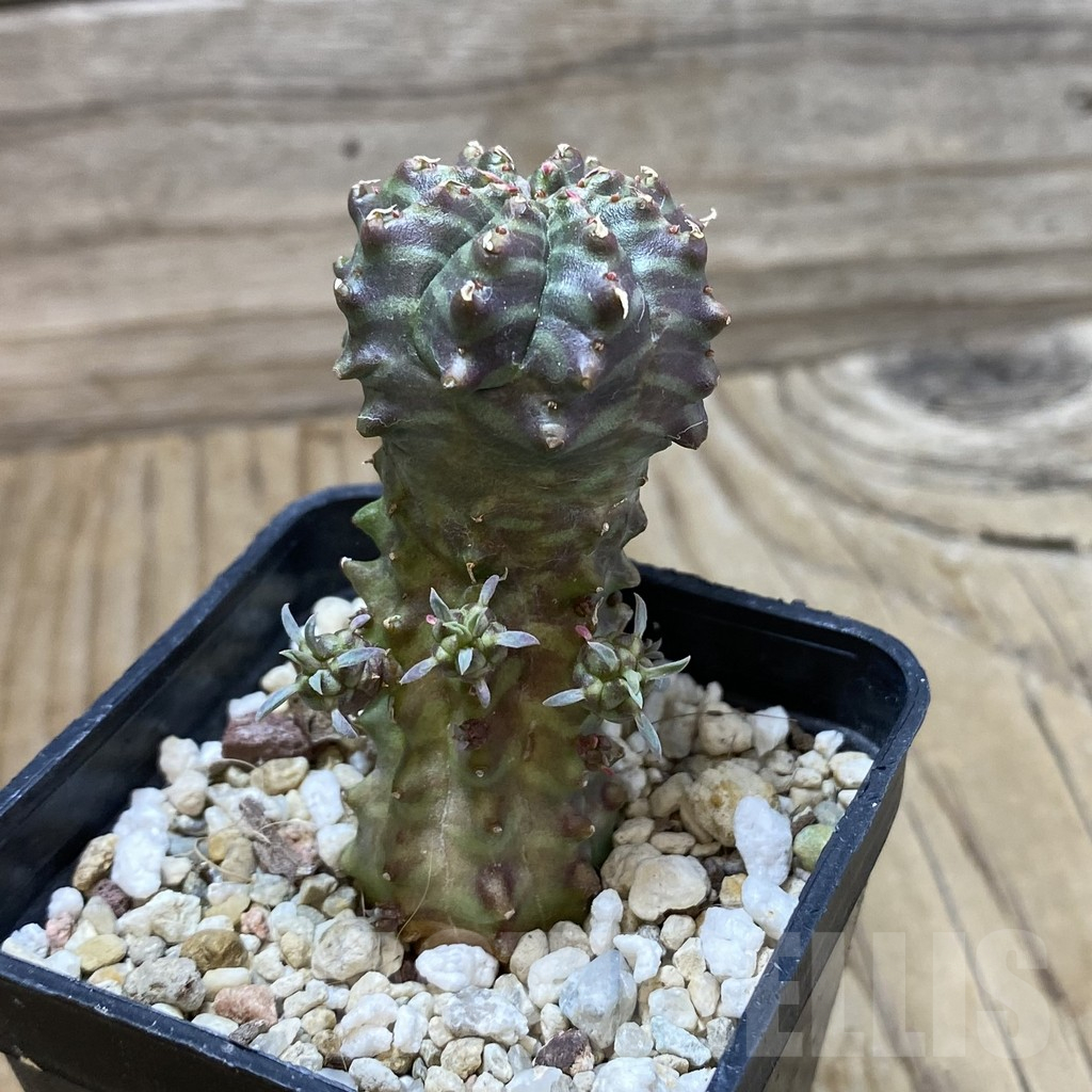 SH17762 Euphorbia meloformis hybrid - Image 2