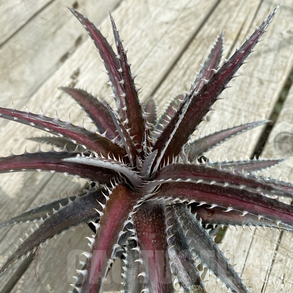 SH17837 Dyckia marnier-lapostollei hybrid