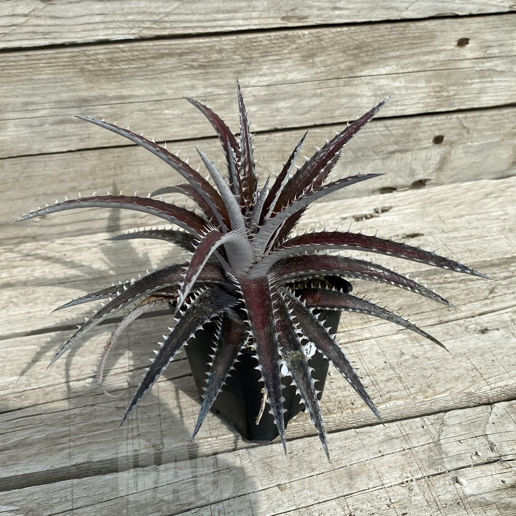 SH17837 Dyckia marnier-lapostollei hybrid - Image 2