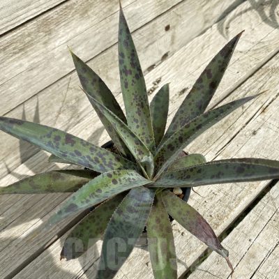 SH17848 Mangave 'Pineapple Express'