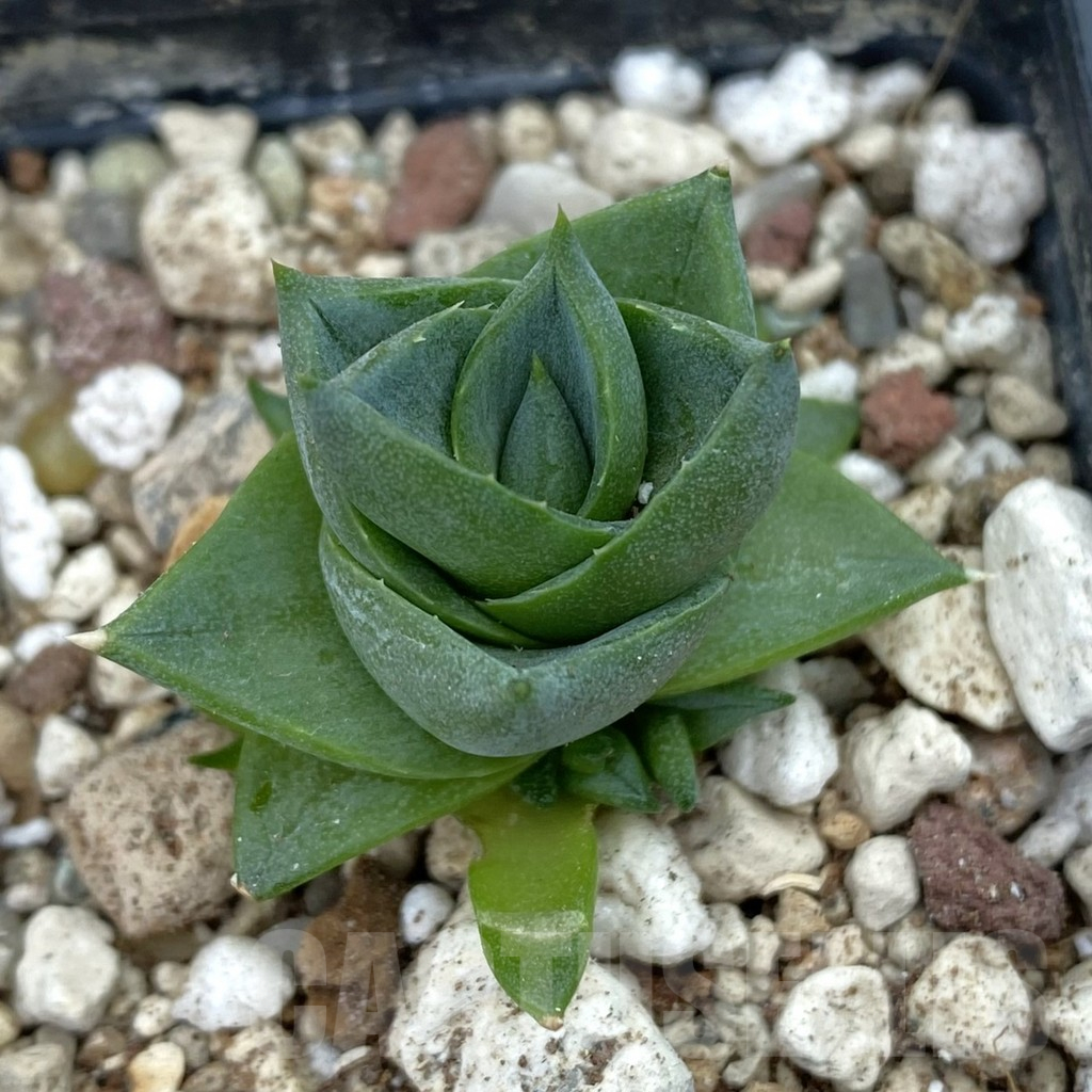 SH17805 Agave pixie