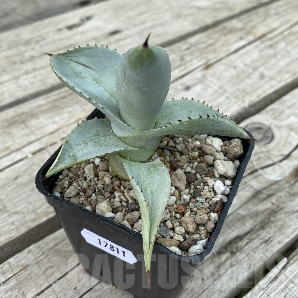 SH17811 Agave ‘Blue Wave’ colorata x celsii - Image 2