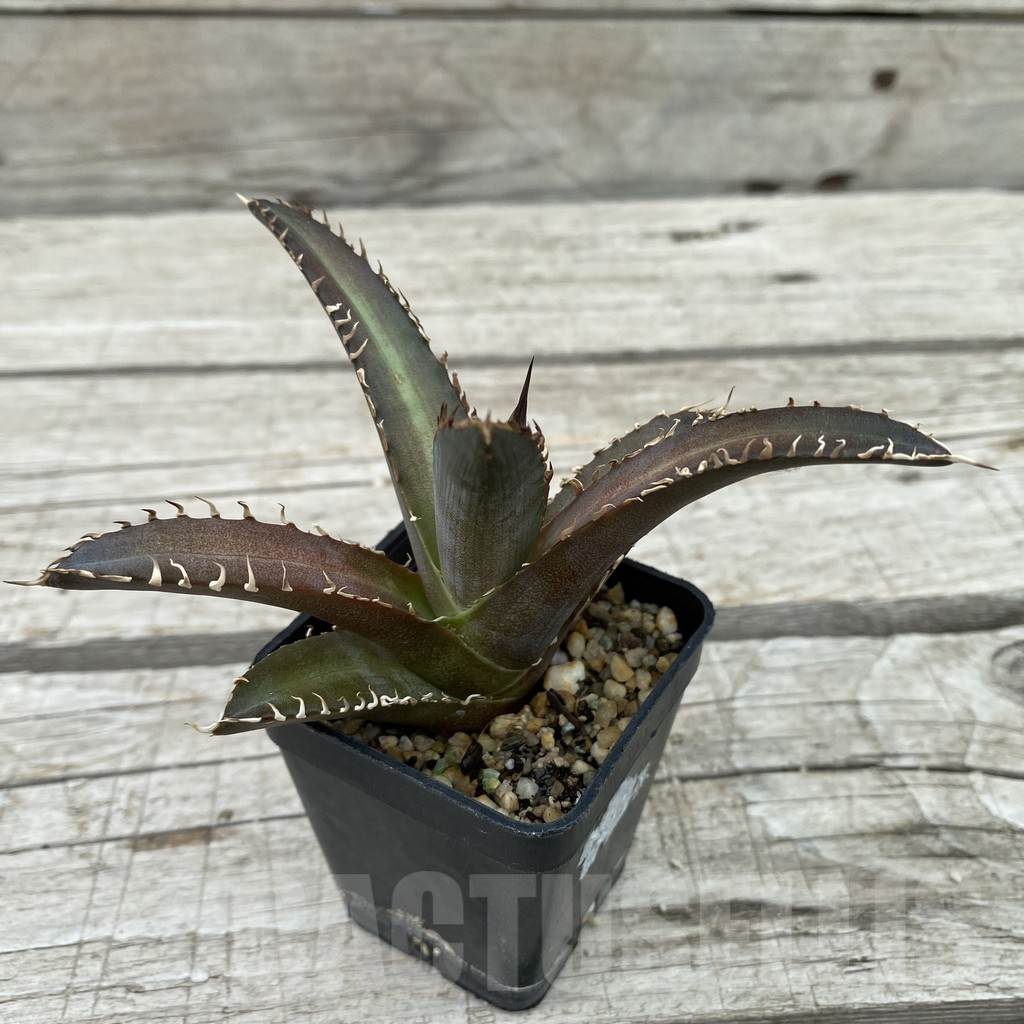 SH17812 Agave titanota ‘Red Catweazle’ - Image 2