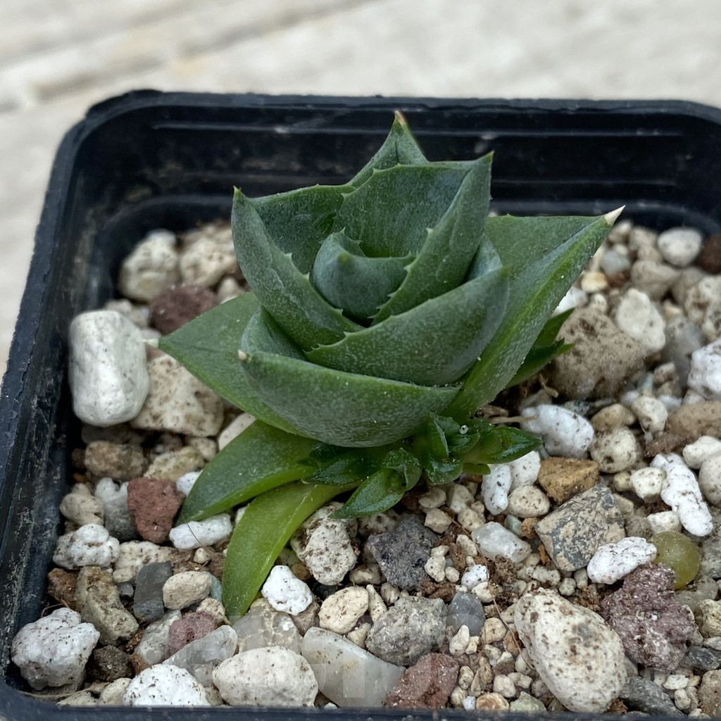 SH17805 Agave pixie - Image 2