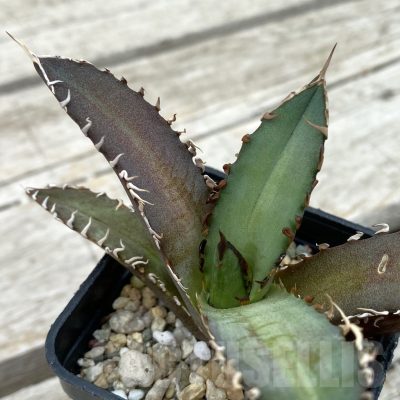 SH17816 Agave titanota ‘Red Catweazle’