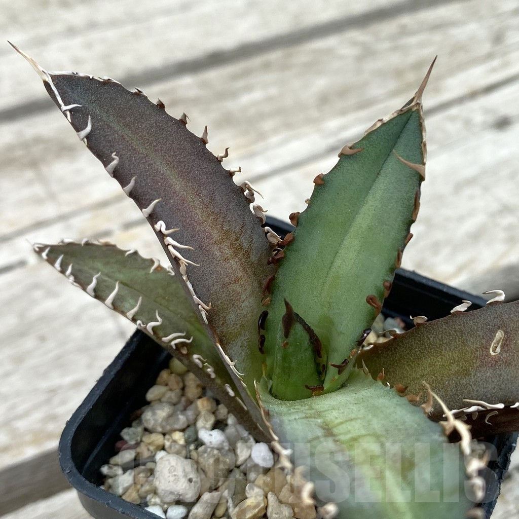 SH17816 Agave titanota ‘Red Catweazle’